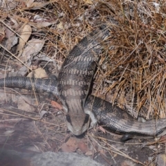 Tiliqua scincoides scincoides at Acton, ACT - 6 Nov 2022 09:43 AM