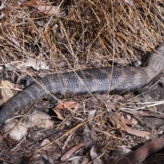 Tiliqua scincoides scincoides at Acton, ACT - 6 Nov 2022 09:43 AM