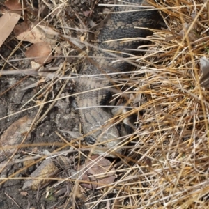 Tiliqua scincoides scincoides at Acton, ACT - 6 Nov 2022 09:43 AM