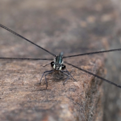 Austroargiolestes icteromelas (Common Flatwing) at Acton, ACT - 6 Nov 2022 by TimL