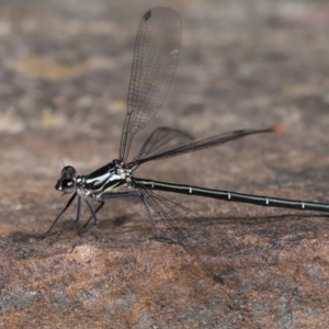 Austroargiolestes icteromelas at Acton, ACT - 6 Nov 2022 09:36 AM