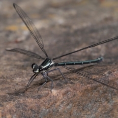 Austroargiolestes icteromelas at Acton, ACT - 6 Nov 2022