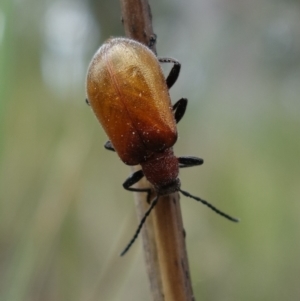 Ecnolagria grandis at Stromlo, ACT - 5 Nov 2022