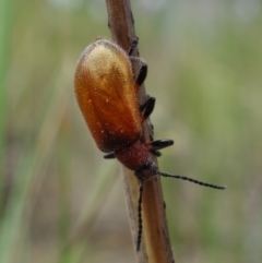 Ecnolagria grandis at Stromlo, ACT - 5 Nov 2022