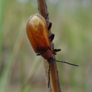 Ecnolagria grandis at Stromlo, ACT - 5 Nov 2022 02:51 PM