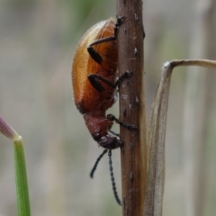 Ecnolagria grandis at Stromlo, ACT - 5 Nov 2022