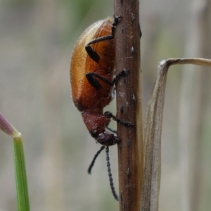 Ecnolagria grandis at Stromlo, ACT - 5 Nov 2022 02:51 PM