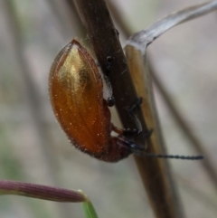 Ecnolagria grandis at Stromlo, ACT - 5 Nov 2022