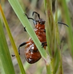 Ecnolagria grandis at Stromlo, ACT - 5 Nov 2022