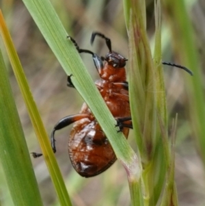 Ecnolagria grandis at Stromlo, ACT - 5 Nov 2022 02:51 PM