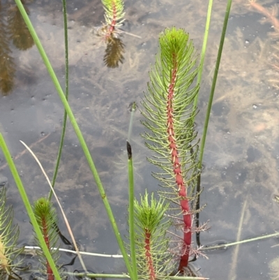 Myriophyllum crispatum (Water Millfoil) at Collector TSR - 6 Nov 2022 by JaneR