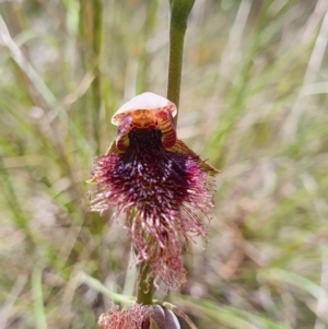 Calochilus platychilus at Gundaroo, NSW - suppressed