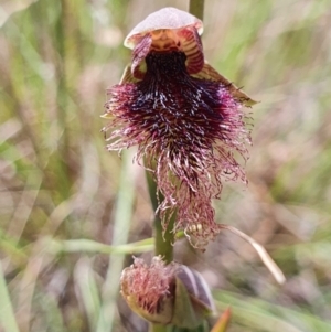 Calochilus platychilus at Gundaroo, NSW - suppressed