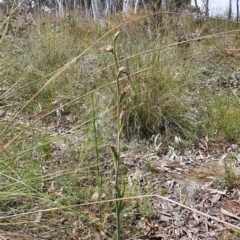 Calochilus platychilus at Gundaroo, NSW - suppressed