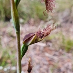 Calochilus platychilus at Gundaroo, NSW - suppressed