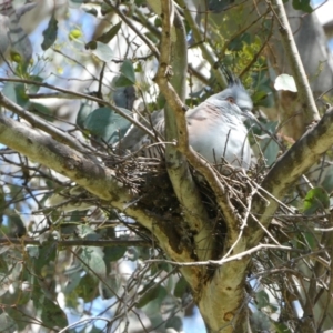 Ocyphaps lophotes at Belconnen, ACT - 29 Oct 2022