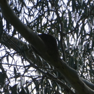 Grallina cyanoleuca at Belconnen, ACT - 29 Oct 2022