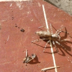 Helpis minitabunda (Threatening jumping spider) at Emu Creek - 29 Oct 2022 by JohnGiacon