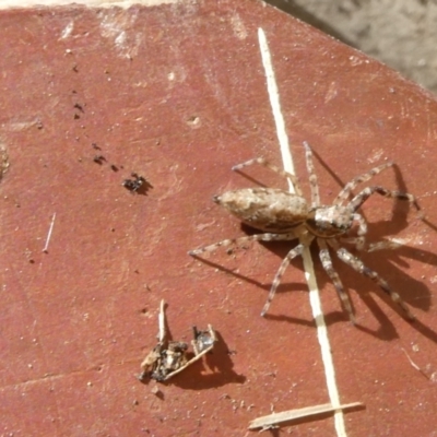 Helpis minitabunda (Threatening jumping spider) at Flea Bog Flat to Emu Creek Corridor - 29 Oct 2022 by jgiacon