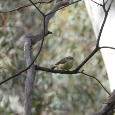 Acanthiza reguloides (Buff-rumped Thornbill) at Bruce Ridge to Gossan Hill - 30 Oct 2022 by JohnGiacon