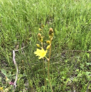 Bulbine bulbosa at Bruce, ACT - 30 Oct 2022 03:30 PM