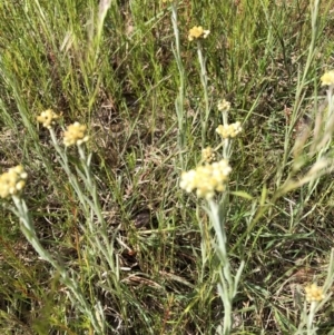 Pseudognaphalium luteoalbum at Bruce, ACT - 30 Oct 2022