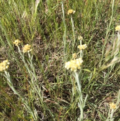 Pseudognaphalium luteoalbum (Jersey Cudweed) at Bruce, ACT - 30 Oct 2022 by JohnGiacon