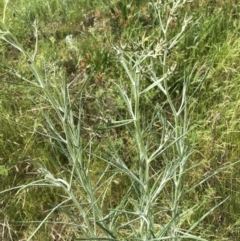 Senecio quadridentatus (Cotton Fireweed) at Bruce Ridge to Gossan Hill - 30 Oct 2022 by JohnGiacon