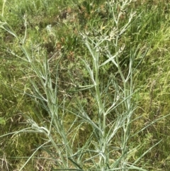 Senecio quadridentatus (Cotton Fireweed) at Flea Bog Flat, Bruce - 30 Oct 2022 by jgiacon