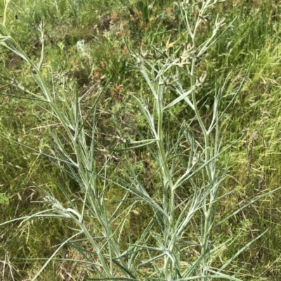 Senecio quadridentatus (Cotton Fireweed) at Flea Bog Flat, Bruce - 30 Oct 2022 by jgiacon