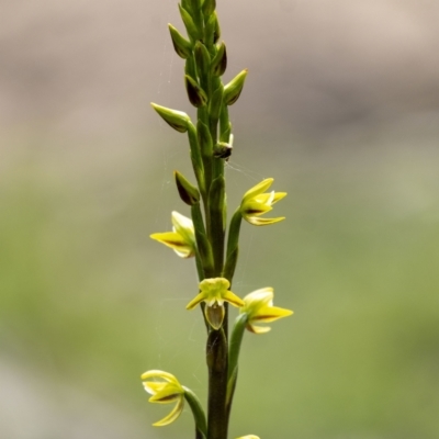 Prasophyllum flavum (Yellow Leek Orchid) at Penrose, NSW - 6 Nov 2022 by Aussiegall