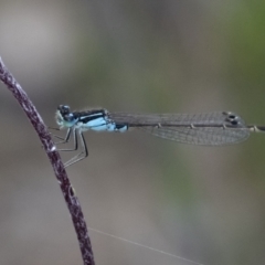 Ischnura heterosticta (Common Bluetail Damselfly) at Penrose, NSW - 6 Nov 2022 by Aussiegall