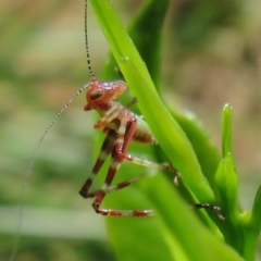 Torbia viridissima (Gum Leaf Katydid) at Flynn, ACT - 6 Nov 2022 by Christine