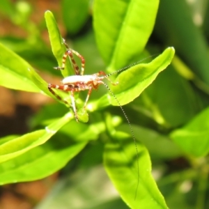 Torbia viridissima at Flynn, ACT - 6 Nov 2022 04:21 PM