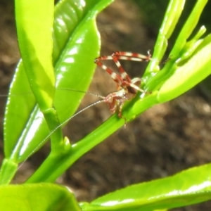 Torbia viridissima at Flynn, ACT - 6 Nov 2022 04:21 PM