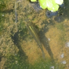 Gambusia holbrooki (Gambusia, Plague minnow, Mosquito fish) at Fyshwick, ACT - 6 Nov 2022 by Christine