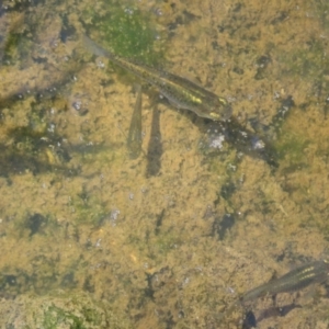 Gambusia holbrooki at Fyshwick, ACT - 6 Nov 2022 11:16 AM