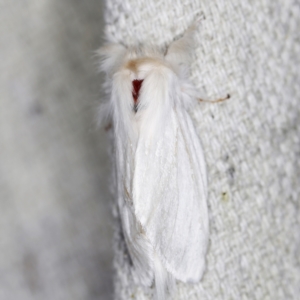 Trichiocercus sparshalli at O'Connor, ACT - 6 Nov 2022