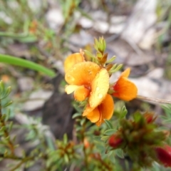 Pultenaea subspicata (Low Bush-pea) at Mongarlowe, NSW - 6 Nov 2022 by arjay