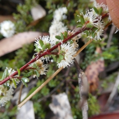 Kunzea ambigua (White Kunzea) at Mongarlowe River - 7 Nov 2022 by arjay