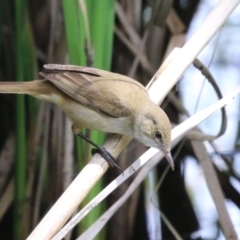 Acrocephalus australis (Australian Reed-Warbler) at Isabella Plains, ACT - 6 Nov 2022 by RodDeb