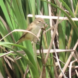 Acrocephalus australis at Isabella Plains, ACT - 6 Nov 2022 11:44 AM