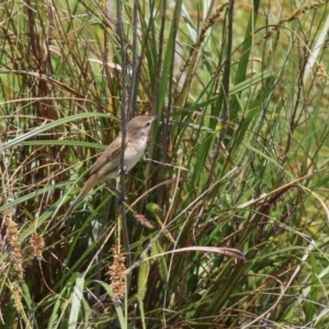 Acrocephalus australis at Isabella Plains, ACT - 6 Nov 2022