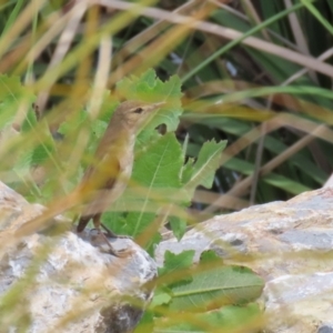 Acrocephalus australis at Isabella Plains, ACT - 6 Nov 2022