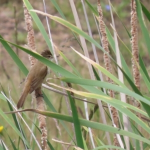 Acrocephalus australis at Isabella Plains, ACT - 6 Nov 2022 11:44 AM