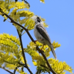 Manorina melanocephala (Noisy Miner) at Isabella Plains, ACT - 6 Nov 2022 by RodDeb