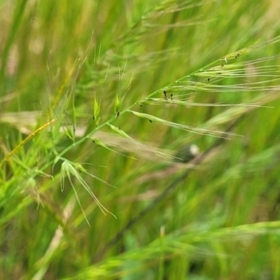 Vulpia (genus) (A Squirreltail Fescue) at Crace Grasslands - 7 Nov 2022 by trevorpreston