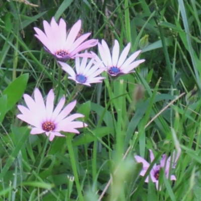 Dimorphotheca ecklonis (African Daisy) at Isabella Plains, ACT - 6 Nov 2022 by RodDeb