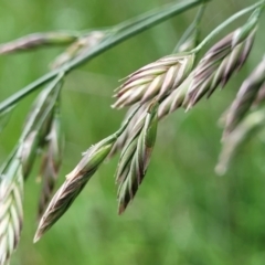 Bromus catharticus (Prairie Grass) at Mitchell, ACT - 7 Nov 2022 by trevorpreston