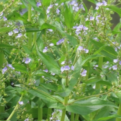 Veronica anagallis-aquatica (Blue Water Speedwell) at Isabella Plains, ACT - 6 Nov 2022 by RodDeb